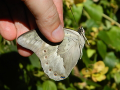 Archaeoprepona demophoon