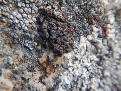 Endocarpon pulvinatum