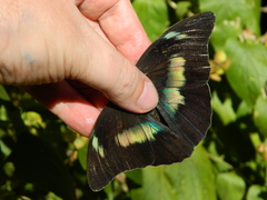 Archaeoprepona demophoon