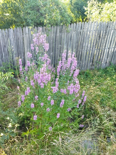purple loosestrife