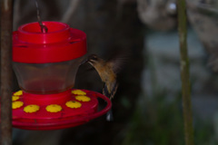 Phaethornis koepckeae