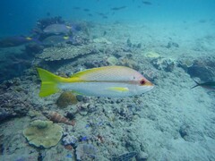 Brownstripe Red Snapper photo 2
