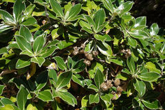 Macrolearia colensoi