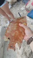 Lachnolaimus maximus