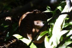 Gallirallus australis scotti