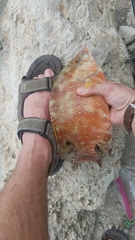 Lachnolaimus maximus