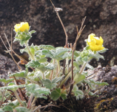 Potentilla villosa