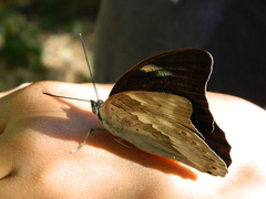 Archaeoprepona demophoon