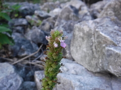 Teucrium vesicarium