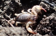 Anuroctonus pococki