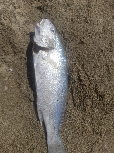 Bearded umbrine (Umbrina cirrosa) — Sciaenidae — 2