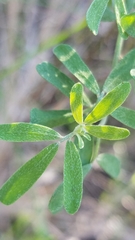 Acmispon dendroideus