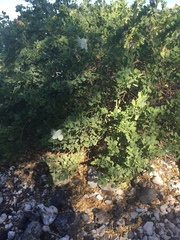 Capparis sandwichiana