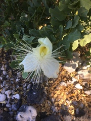 Capparis sandwichiana