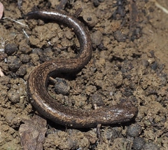 Batrachoseps gavilanensis