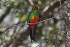 Pharomachrus auriceps