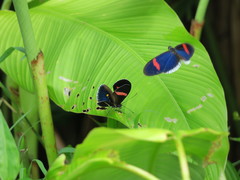 Heliconius erato cyrbia