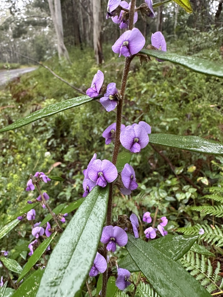 Purple Bush Pea From Mapleton National Park Gheerulla Qld Au On July