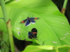 Heliconius erato cyrbia