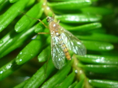 Rhagio gracilis