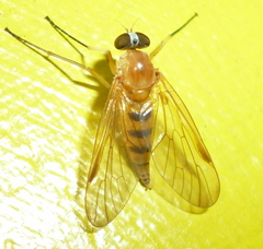 Rhagio hirtus