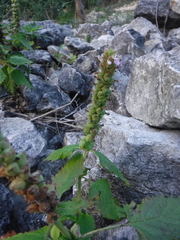 Teucrium vesicarium