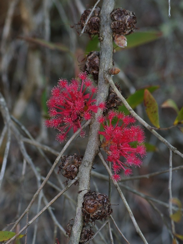 Asteromyrtus
