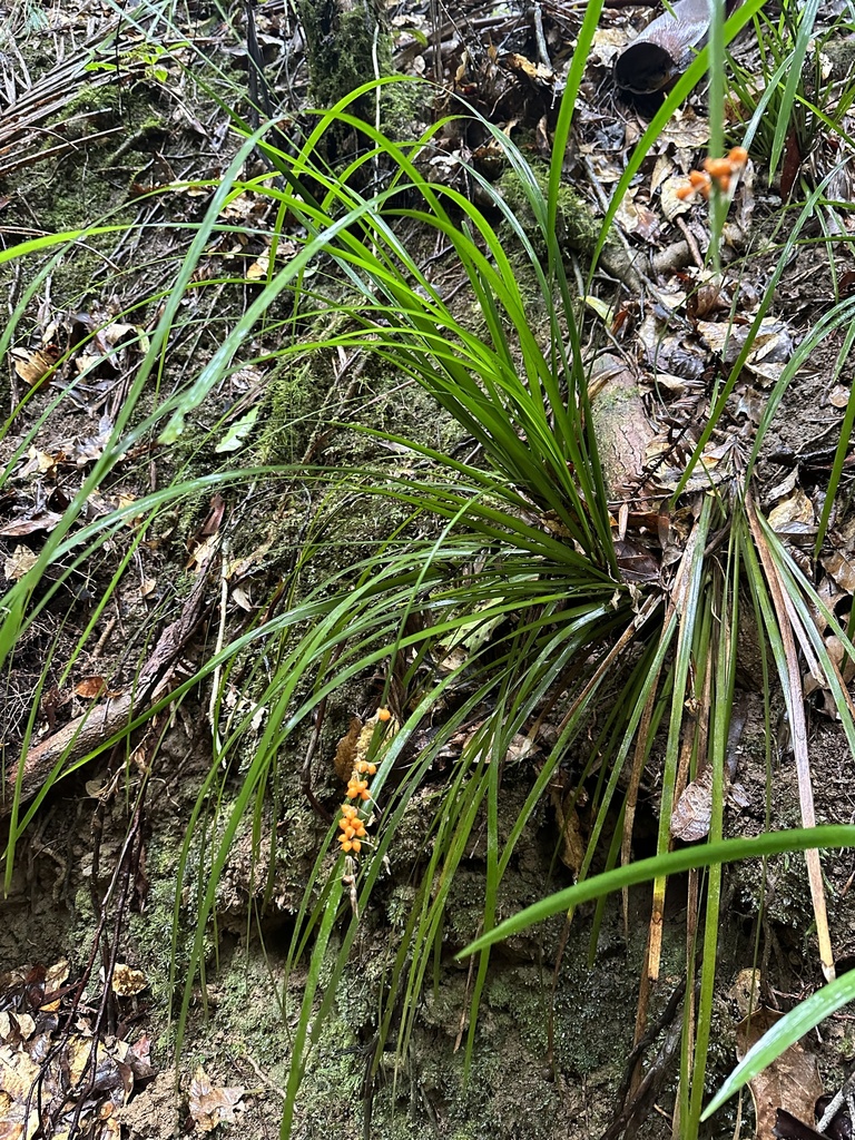 rainforest mat rush from Mapleton National Park, Gheerulla, QLD, AU on ...