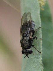 Adoxomyia