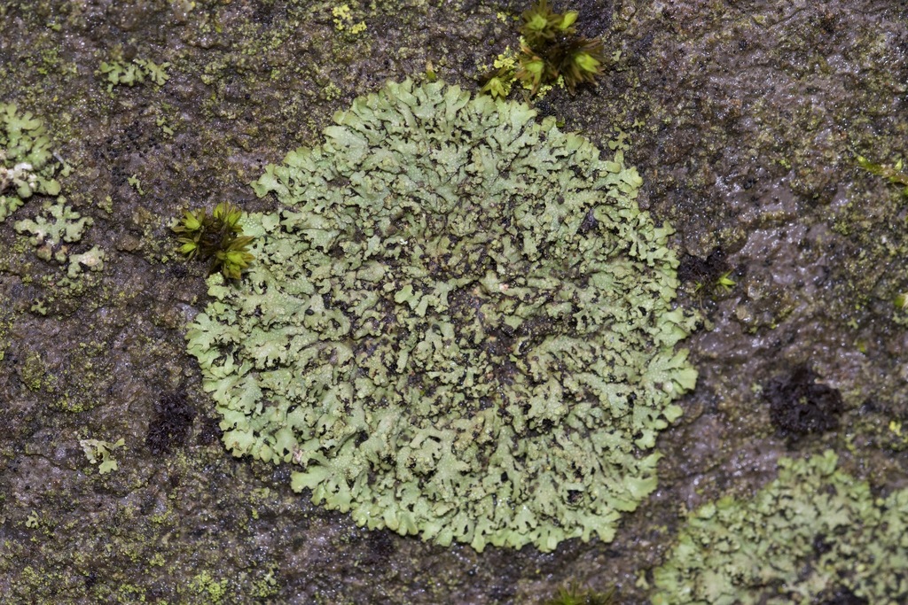 Powder-tipped Shadow Lichen