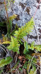 Polystichum cystostegium