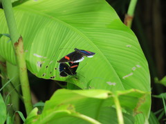 Heliconius erato cyrbia
