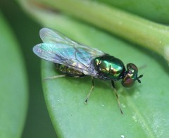 Microchrysa polita