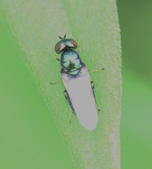 Microchrysa polita