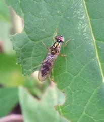 Sargus fasciatus