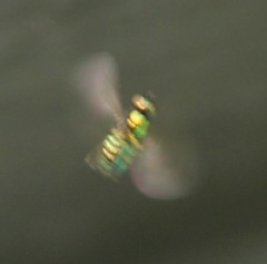 Microchrysa polita