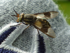 Chrysops callidus