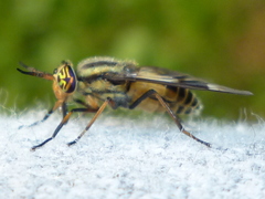 Chrysops callidus