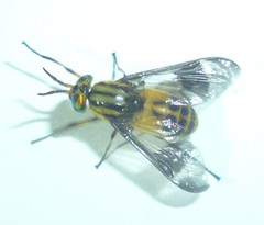 Chrysops geminatus