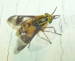 Chrysops geminatus