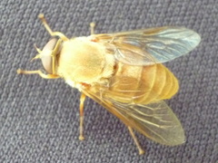 Stonemyia isabellina