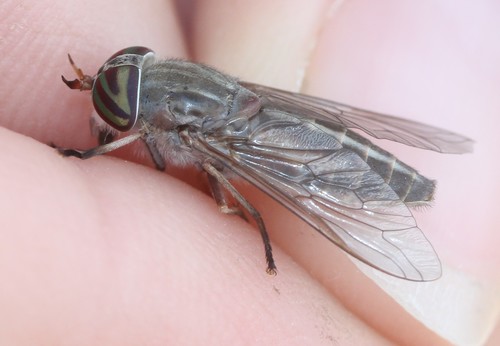 Tabanus subsimilis photo 3