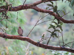 Turdus maculirostris
