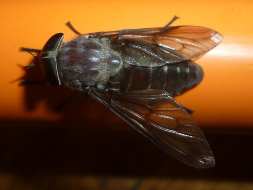 Chained Horse Fly photo 4