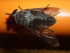 Tabanus catenatus