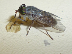 Tabanus pumilus