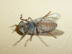 Tabanus pumilus