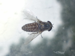 Tabanus pumilus