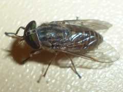 Tabanus pumilus