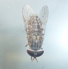 Tabanus pumilus